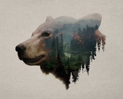 Pacific Northwest Black Bear Poster Print by Davies Babies - Item # VARPDXD1074D