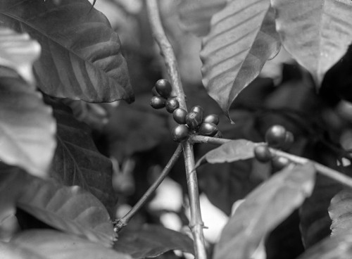 Detail Of Bean On Coffee Tree History - Item # VAREVCHCDLCGCEC966