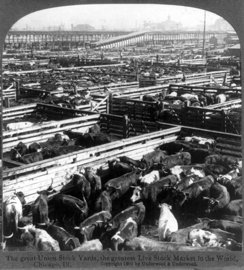 Scene In The Great Union Stockyards History - Item # VAREVCHCDLCGCEC435