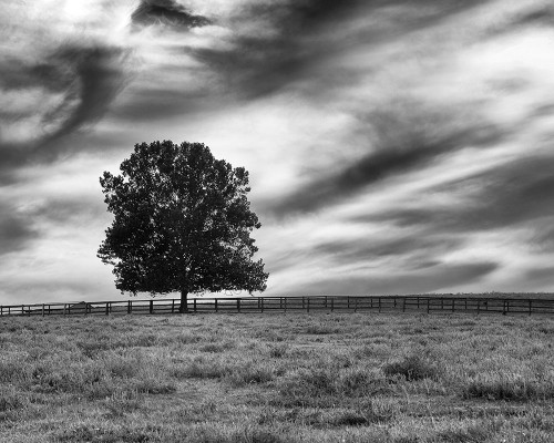 Majestic Crop Poster Print by Aledanda - Item # VARPDX38321