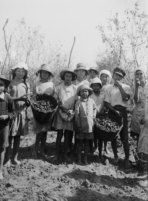 Children And Teenagers Gather Almonds At The Jewish Communal Agricultural Settlement History - Item # VAREVCHISL016EC286