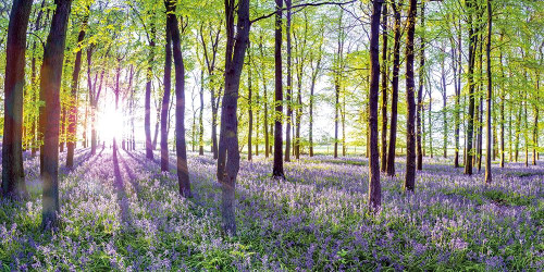 Bluebells And Sunrise Poster Print by Assaf Frank - Item # VARPDXPOD60407