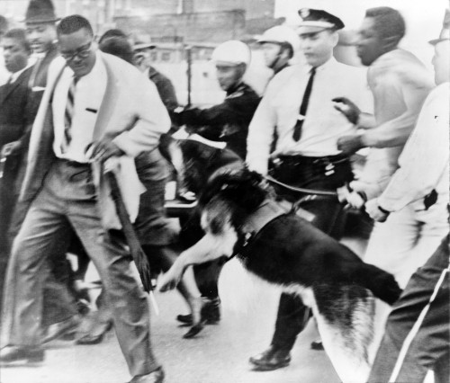 Police Dog Attacking An African American Man History - Item # VAREVCHISL006EC219