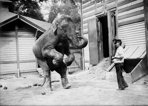 Bill Snyder History - Item # VAREVCHCDLCGAEC460