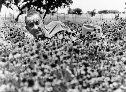 President Lyndon Johnson Lying In A Field Of Flower At The Lbj Ranch. Summer History - Item # VAREVCCSUA000CS731 President Lyndon Johnson Lying In A Field Of Flower At The Lbj Ranch. Summer History - Item # VAREVCCSUA000CS731