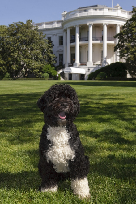 The Official Portrait Of The Obama Family Dog 'Bo' A Portuguese Water Dog On The South Lawn Of The White House. History - Item # VAREVCHISL026EC063