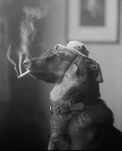 Humorous Photo Of A Dog Smoking A Cigarette In 1923. Before The Health Hazards Were Known History - Item # VAREVCHISL003EC146