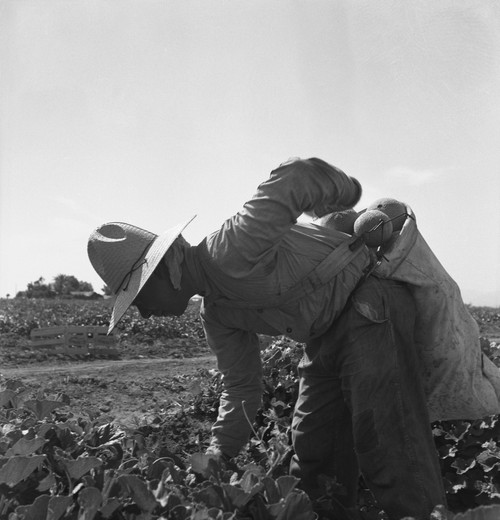 Mexican-American Farm Laborer Bent Over Picking Melons In The Imperial Valley History - Item # VAREVCHISL016EC195