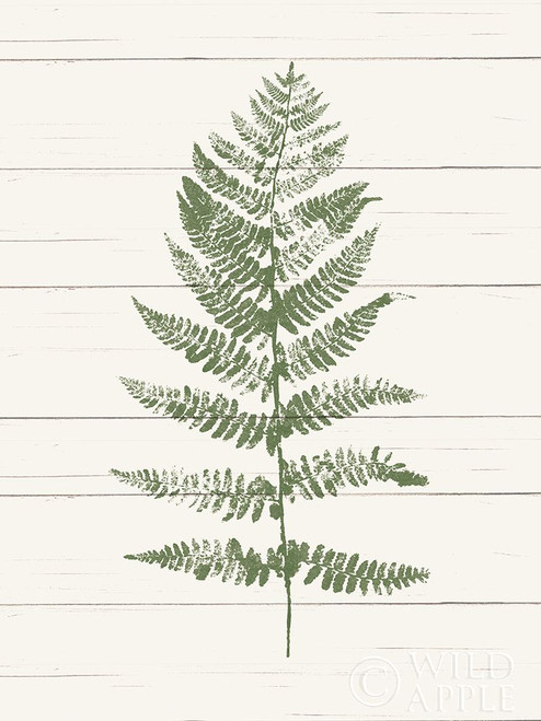 Fern Print Ii Poster Print by Moira Hershey - Item # VARPDX37054