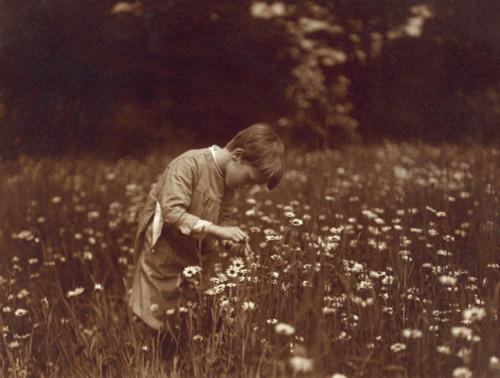 Quentin Roosevelt Catching June Bugs In A Field Of Daisies At Sagamore Hill History - Item # VAREVCHISL045EC016