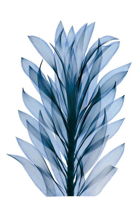 Get Growing Iii Poster Print by ACEE - Item # VARPDXPOD60390