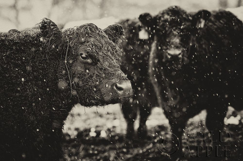 Its Snowing Poster Print by Aledanda - Item # VARPDX38317