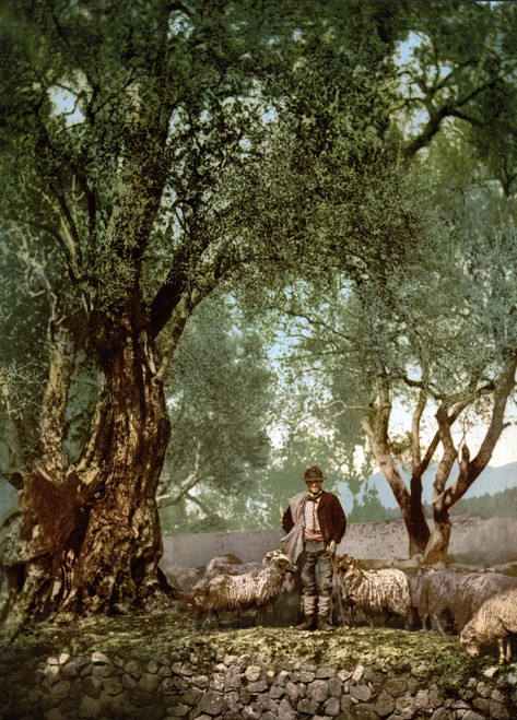 France History - Item # VAREVCHCDLCGBEC016 France History - Item # VAREVCHCDLCGBEC016