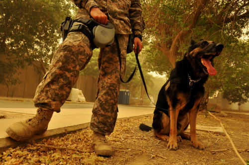 Jaso A Military Working Dog With His Air Force Handler Rests After A Patrol During A Sandstorm In Baghdad Iraq July 29 2009. History - Item # VAREVCHISL028EC276