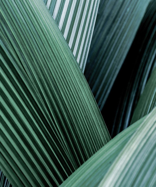 Close Up I Poster Print by Incado - Item # VARPDXIN99047