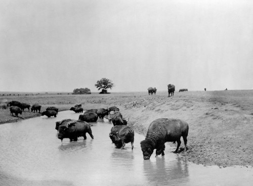 Buffalo At Water. A Herd Of Bison At A Lake In Yellowstone National Park. C1905 History - Item # VAREVCHCDLCGCEC454