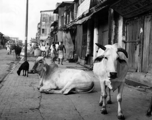 Two Sacred Cows Shown On A Walk In A Poorer Section Of Calcutta History - Item # VAREVCSBDINDICS002