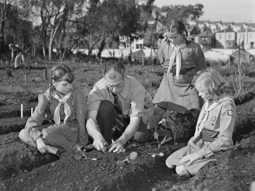 West Coast Victory Gardens At San Francisco'S Junior College During World War 2. Professor Harry Nelson Helps Girl Scouts Transplanting Young Vegetables. Feb.-March History - Item # VAREVCHISL036EC872