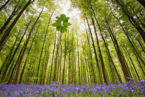 Hallerbos Poster Print by Wilco Dragt - Item # VARPDXD1057D