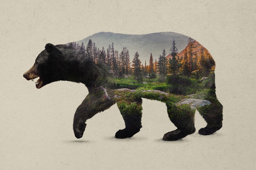 The North American Black Bear Poster Print by Davies Babies - Item # VARPDXD1077D