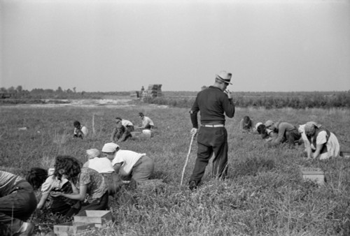 Padrone Supervising Work Of Italian-American Cranberry Pickers Including Many Children Kept Out Of School. Burlington County New Jersey Oct. 1938. History - Item # VAREVCHISL032EC185