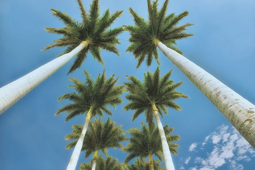 Looking Up Poster Print by Dennis Frates - Item # VARPDXPOD60492