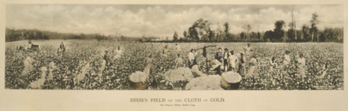 African Americans Working In A Cotton Field History - Item # VAREVCHCDLCGBEC276