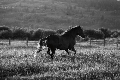 Going Home Poster Print by Aledanda - Item # VARPDX38299