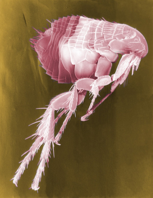 Scanning Electron Micrograph Of A Flea. Fleas Carry Diseases Including The Plague History - Item # VAREVCHISL016EC039