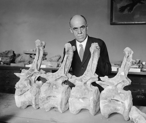 Prof. Charles Gilmore Of Smithsonian Institution With Fossil Bones Of A Diplodochus Dinosaur History - Item # VAREVCHISL043EC197