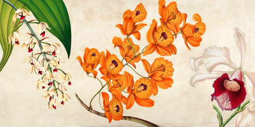 Panneau Botanique Ii Poster Print by Remy Dellal - Item # VARPDX2DE4161