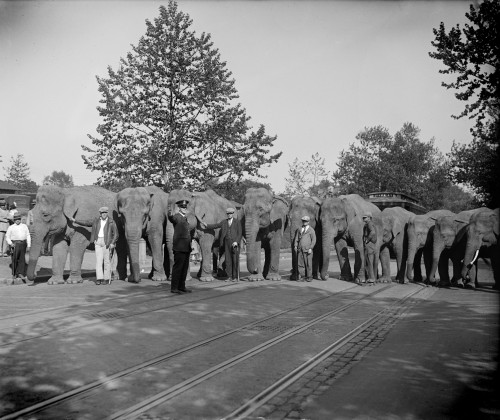 Elephants Lines Up History - Item # VAREVCHCDLCGAEC465