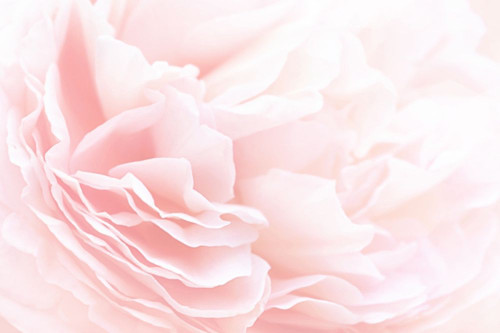 Rose 2 Poster Print by PhotoINC Studio - Item # VARPDXIN99069