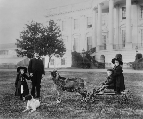 Major Russell Harrison And Harrison Grandchildren History - Item # VAREVCHISL043EC848