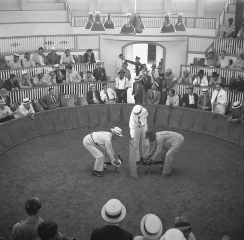 Cock Fighting In San Juan History - Item # VAREVCHISL039EC462