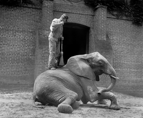 An Elephant Trainer History - Item # VAREVCHCDLCGAEC462