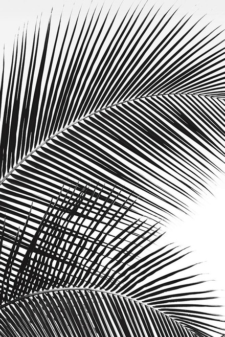 Tropical Fan Poster Print by Dennis Frates - Item # VARPDX50163