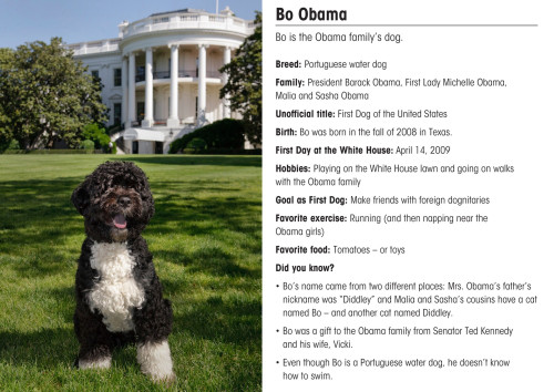 Combined Front And Back View Of The 'Bo' Baseball Card With His Official White House Portrait. History - Item # VAREVCHISL026EC019