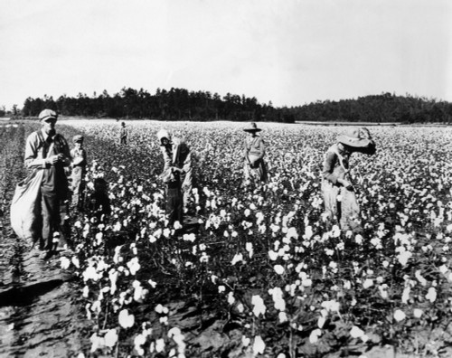 Workers Picking Cotton History - Item # VAREVCHBDAGRICS001