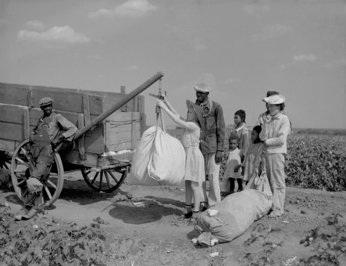 Day Laborers Wait As White Plantation Owner'S Young Daughter Weighs Their Picked Cotton History - Item # VAREVCHISL035EC758