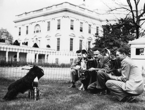 Fdr'S Dog History - Item # VAREVCHISL035EC507