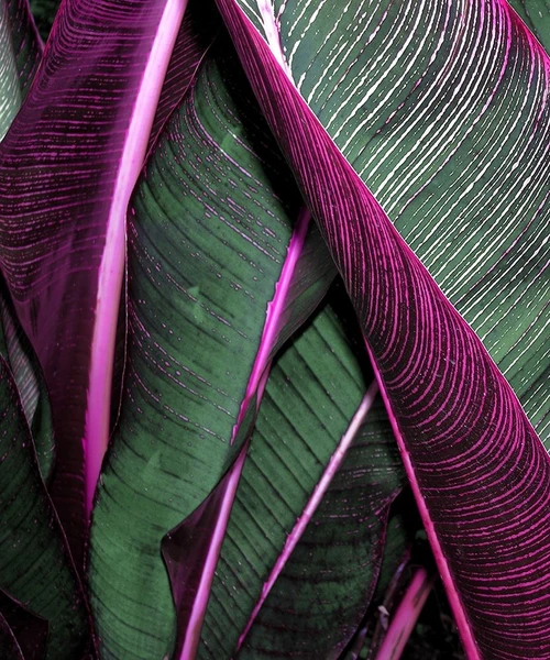 Close Up Vii Poster Print by Incado - Item # VARPDXIN99053