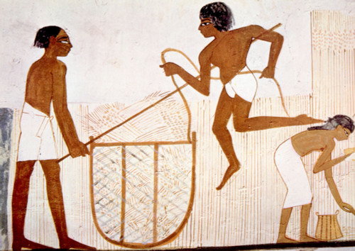Painting Of Farmers Harvesting Wheat From The Tomb Of Nahkt History - Item # VAREVCS4DEGYPEC018