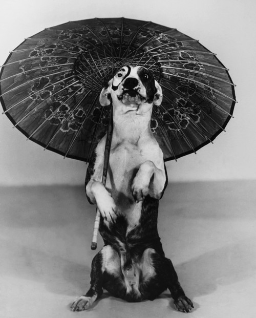 Pete The Pup Portrait - Item # VAREVCPBDOUGAEC049