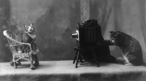 A Cat Photographing A Cat History - Item # VAREVCHCDLCGBEC319