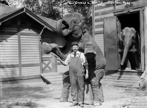 Bill Snyder History - Item # VAREVCHCDLCGAEC456