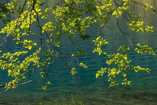 Overhanging Alder Trees II Poster Print by Kathy Mahan - Item # VARPDXPSMHN832