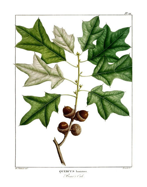 Bears Oak Poster Print by Kelly Donovan - Item # VARPDX40501