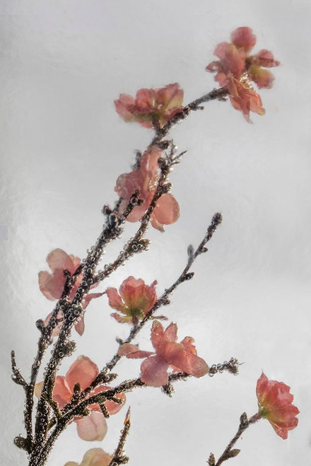 Frozen Flowers II Poster Print by Kathy Mahan - Item # VARPDXPSMHN748