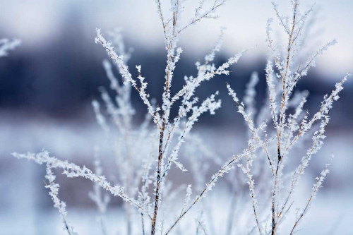 Flakes on Branches Poster Print by Kelly Poynter - Item # VARPDX10438E